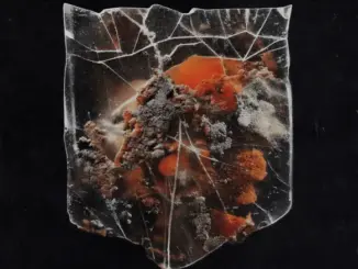 Shields – Death & Connection (Album)