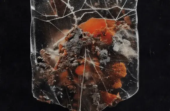 Shields – Death & Connection (Album)