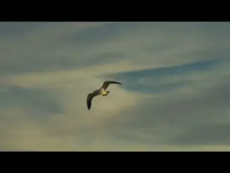 Kels – Chi 2 London