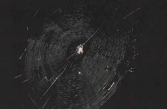 Tigercub – Nets to Catch the Wind (Album)