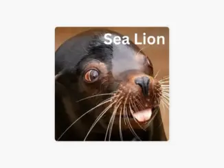 Yuno Miles – Sea Lion